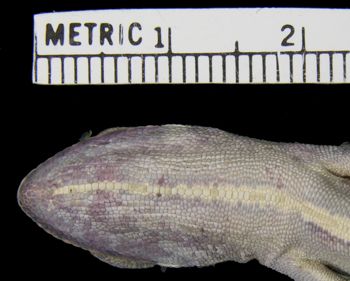 Media type: image; Herpetology R-45505